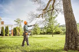 Best Lawn Dethatching  in Mayville, NY